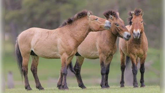 Montebello, QC: Morning VIP Tour at Parc Oméga