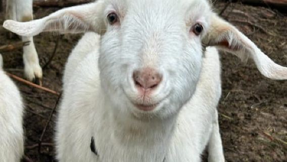 Goat Hike Adventure at Maple Heart Ranch