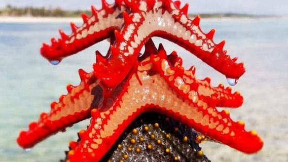 Zanzibar: tour di snorkeling e vela nella barriera corallina di Kiwengwa