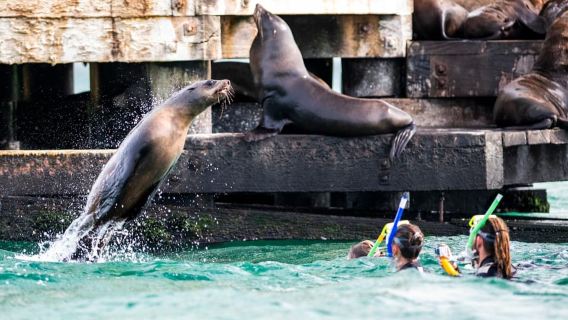 Sorrento,Semenanjung Mornington: Pelayaran Hidupan Liar & Bersiar-siar