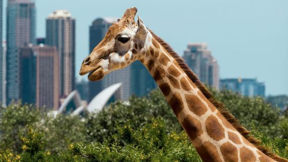 Sydney: Taronga Zoo Entry & Return Ferry from Circular Quay