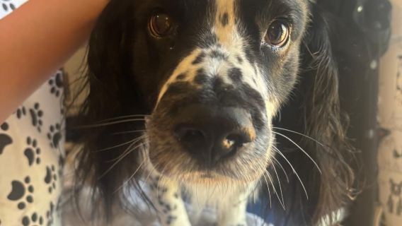 Boarding for Returning Dogs - 9 Days