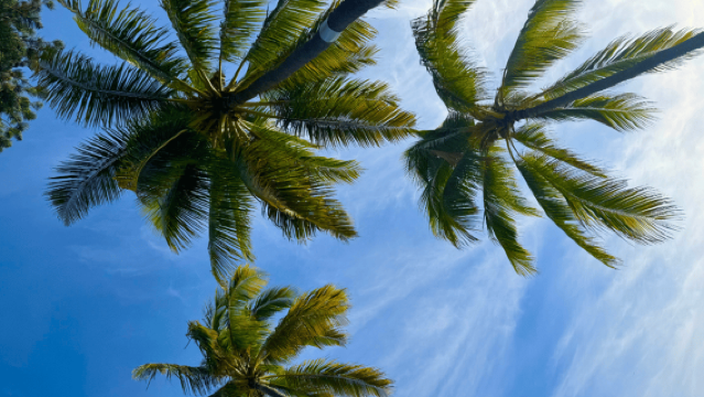 โฮโนลูลู: ปิกนิกและระบายสีริมชายหาดอันเงียบสงบ