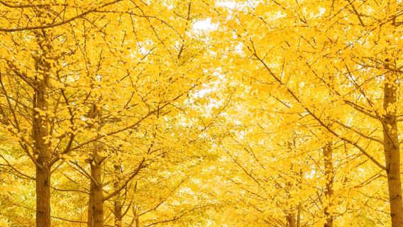 【季節限定】韶關帽子峰銀杏樹+丹霞山包車一日遊·自選路線純玩