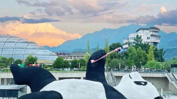 成都大熊貓繁育研究基地+都江堰一日遊【可選航空座椅+純玩團】