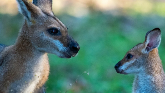 【親子遊，與袋鼠零距離，邂逅呆萌無尾熊】澳洲黃金海岸環城一日遊