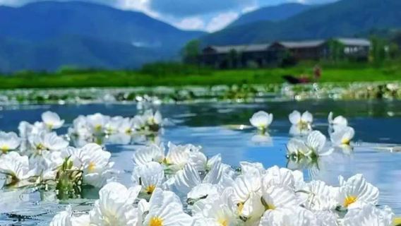 雲南麗江瀘沽湖官地花海碼頭遊船/豬槽船包船觀光（瀘沽湖尋跡/夏看水性楊花日落晚霞·冬看晨霧日出戲海鷗】