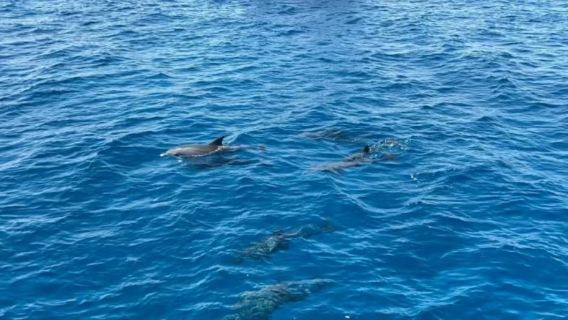 Egypt Red Sea Day Tour: Dolphin Watching, Orange Island, Paradise Island, Certified Scuba Diving & Discovery Scuba Diving