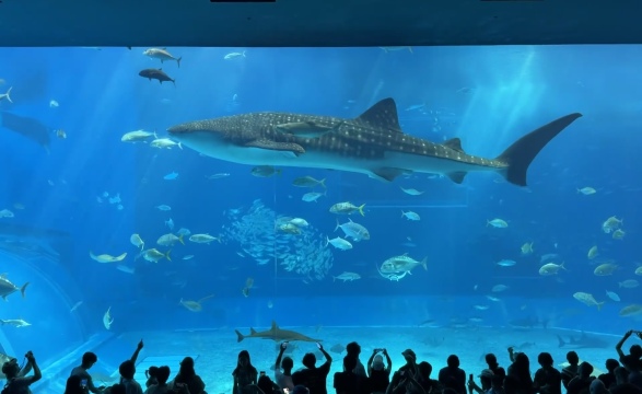 沖繩美麗海水族館+沖繩DINO恐龍公園+名護菠蘿園一日遊