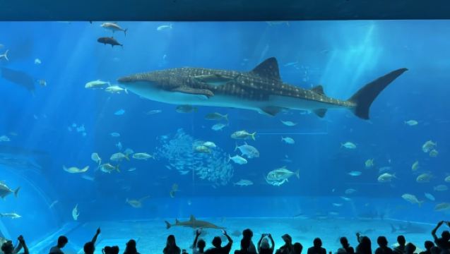 沖繩美麗海水族館+沖繩DINO恐龍公園+名護菠蘿園一日遊