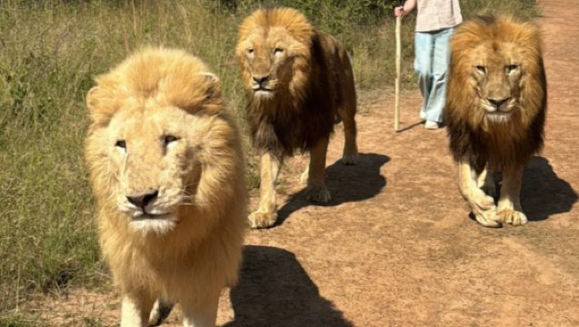อุคุทูลา ไลออน พาร์ค สวนสิงโต ทัวร์ครึ่งวันเล่นกับลูกสิงโต