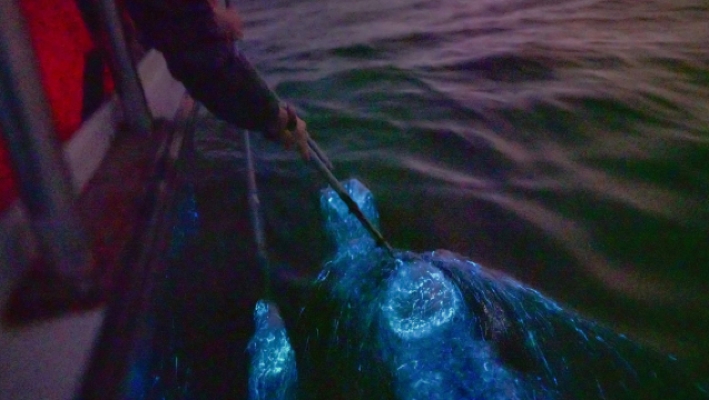 Excursión en crucero por el Espejo del Cielo y las Lágrimas Azules del Mundo en Kuala Selangor