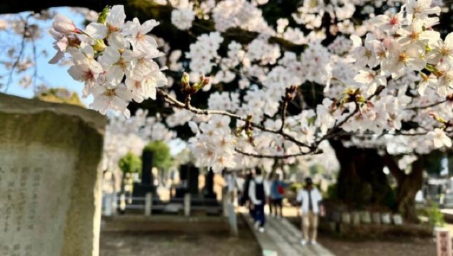 Yanaka Walking Tour: Historic and Traditional District of Tokyo