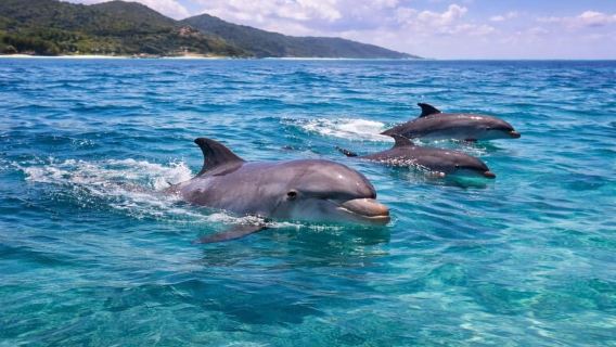 모리셔스: 쎄흐프 섬(Île aux Cerfs) 카타마란 투어 (BBQ & 음료 포함)