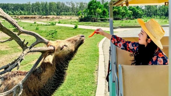 鹽城荷蘭花海 黃海森林公園 丹頂鶴包車本地司機