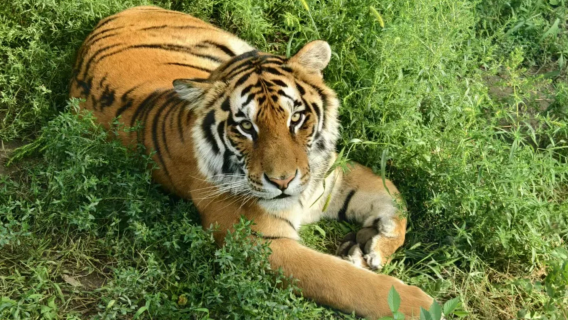 Harbin Sehari: Taman Harimau Timur Laut + Muzium Salji Ajaib + Kereta Kabel + Pekan Bergaya Rusia [Termasuk Tiket]