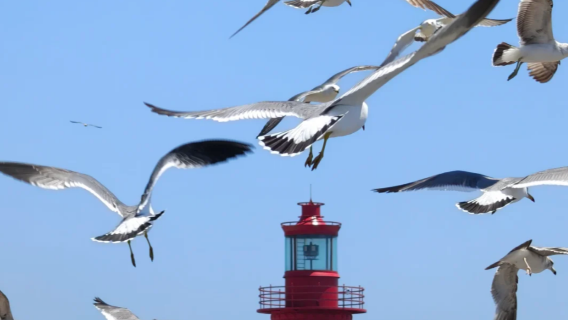 Lawatan sehari Dalian Pantai Jinshi aktiviti tulen + memancing dan memberi makan burung camar di laut + pemandu pelancong berbahasa Cina (pakej berkumpulan)