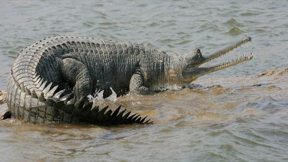 Safari Privado no Rio Chambal a partir de Agra com Passeio de Barco e Vida Selvagem