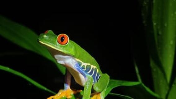 Tortuguero Mystical Rainforest Night Experience