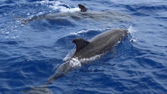 Santa Ponsa: Dolphin Watching Cruise