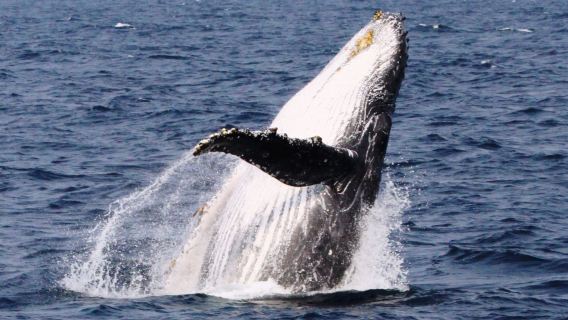 沖繩出海觀鯨半日遊/ 那霸出發(那霸市內免費接駁) 或 北谷出發 99.2%可遇,看不到免費再出海一次!