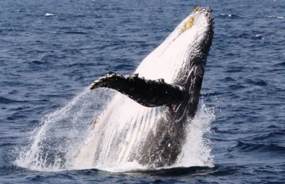 沖繩出海觀鯨半日遊/ 那霸出發（那霸市內免費接送） 或 北谷出發 99.2%可遇，看不到免費再出海一次！
