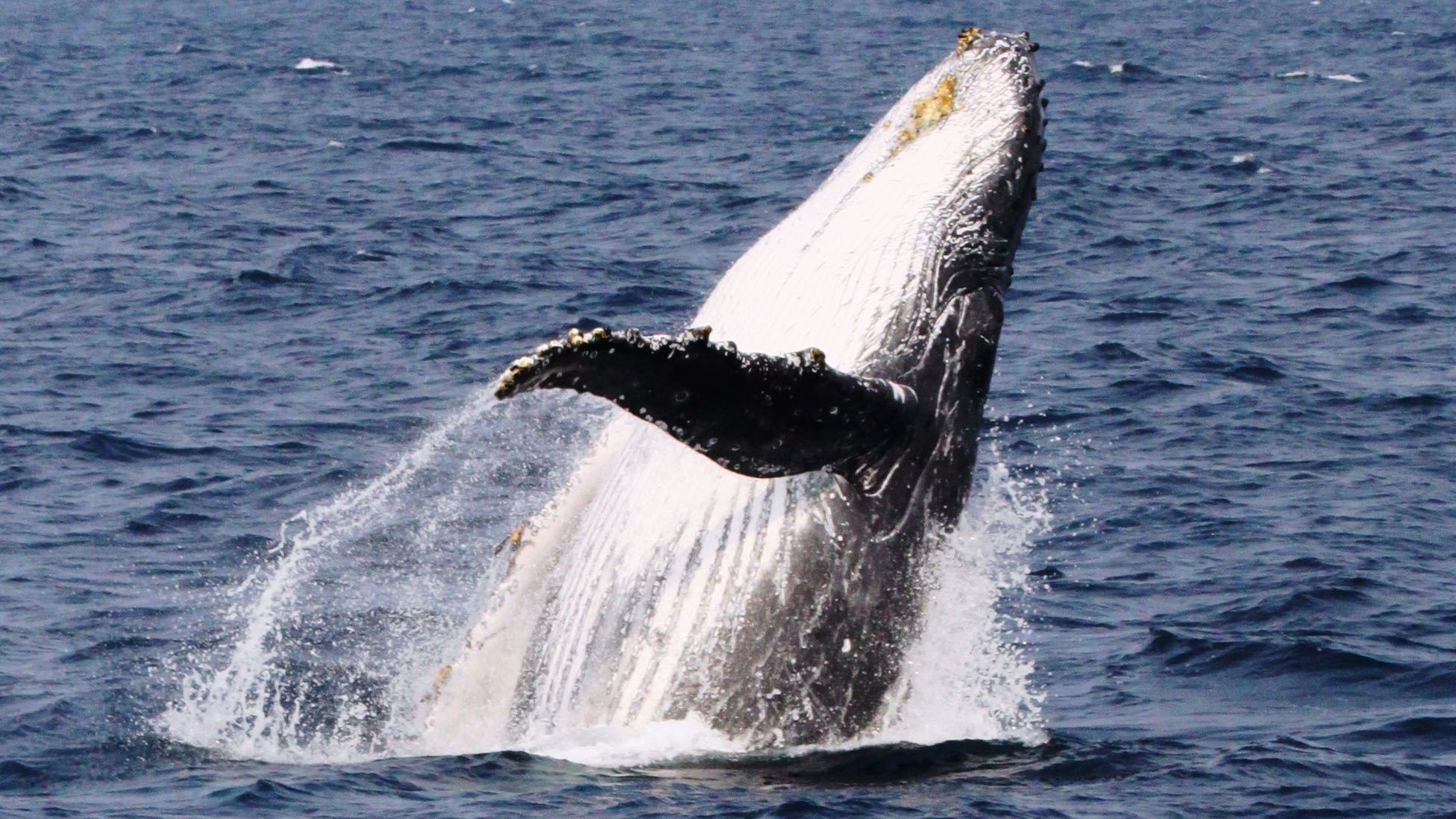 沖縄半日ホエールウォッチングツアー/那覇発(那覇市内集合場所から無料送迎)または北谷発 99.2%の確率で会えなかったらまた海に出られる無料で!