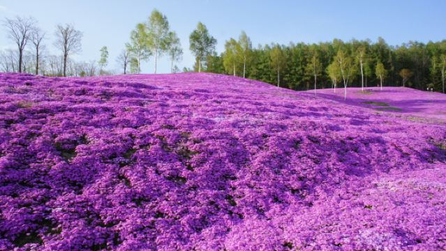 Sapporo Round-Trip Tour: Takinoue Moss Phlox Park (100,000 m²) & 1.2 Million Tulips