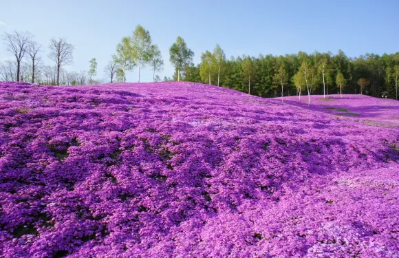 北海道札幌來回10萬平方米芝櫻-瀧上公園+120萬株鬱金香公園