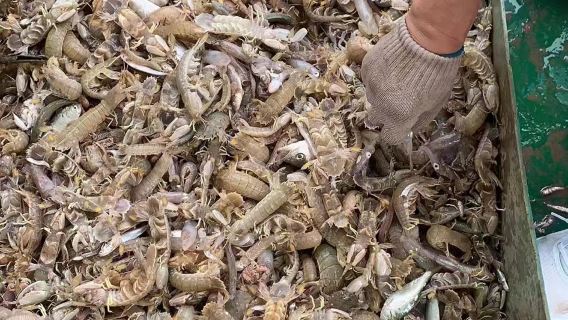 天津濱海新區馬棚口碼頭包船出海捕魚【贈送鰂魚蒸餃+魚獲可船上加工現吃或打包帶走+配備KTV衛生間】