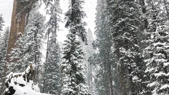 美國洛杉磯~巨杉國家公園/帝王峽谷包車12h【精選老司機】