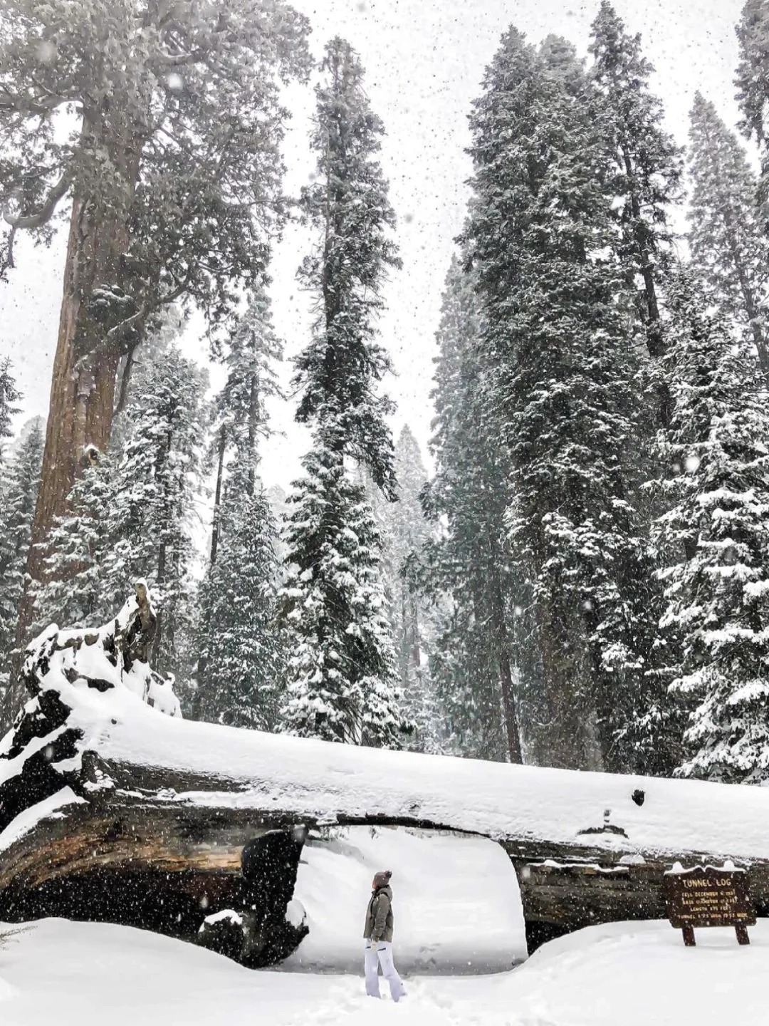 美國洛杉磯~美洲杉國家公園/帝王峽谷包車12h【精選老司機】