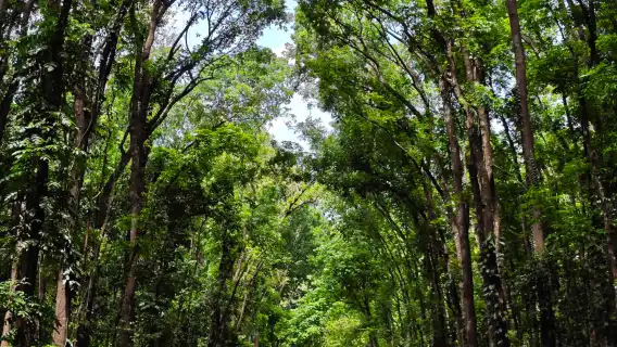 Bohol Island Landmark Highlights 1-day Tour: Chocolate Hills + Tarsier + Loboc River and More