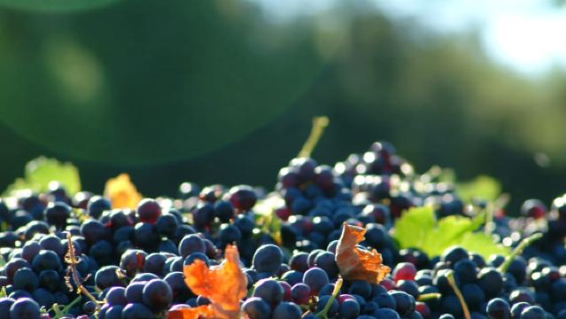 Bandol and Cassis: Full Day Wine Tour from Marseille