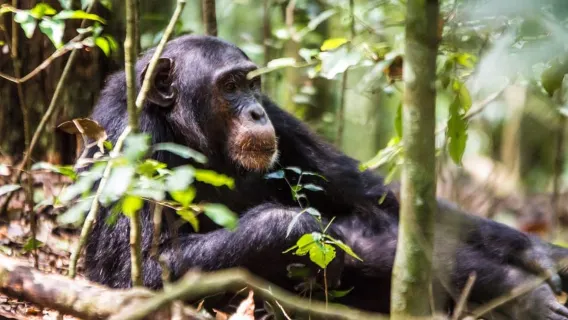 Uganda: Chuyến tham quan Khu bảo tồn Ngamba dành cho Tinh tinh 1 ngày