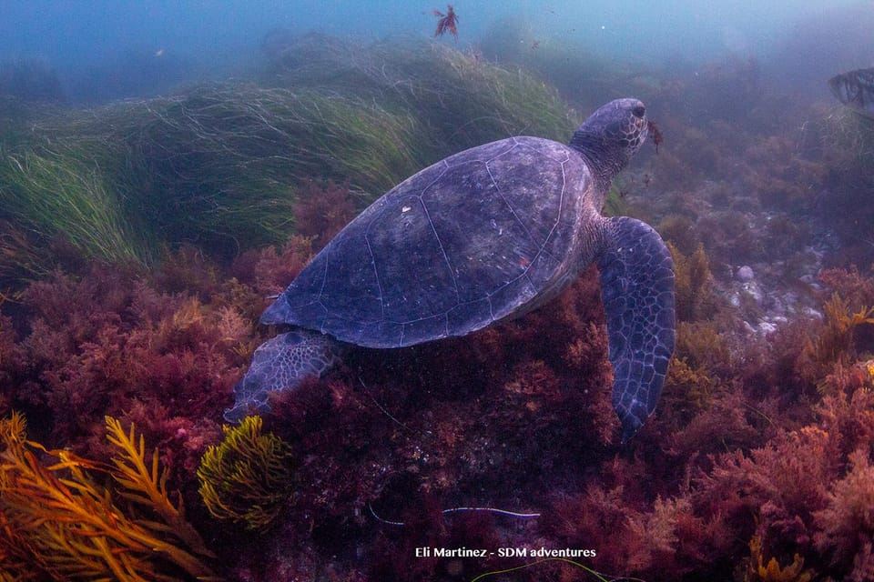 La Jolla: noleggio attrezzatura per lo snorkeling per un'intera giornata con opzione muta