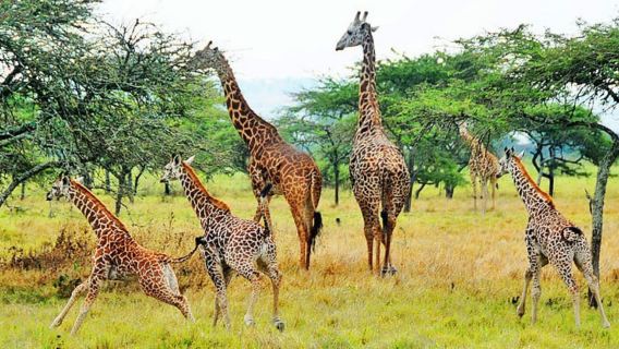 Akagera National Park Day Trip with Game Drive