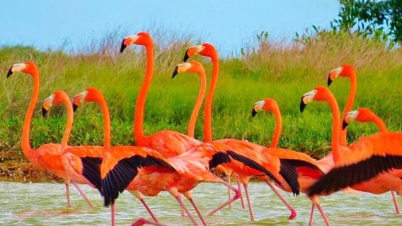 Tulum: Pink Lake, Rio Lagartos, Crocodile Flamingo Adventure