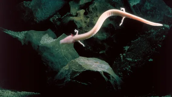 Lubiana: biglietti e tour per le Grotte di Postumia e il Castello di Predjama