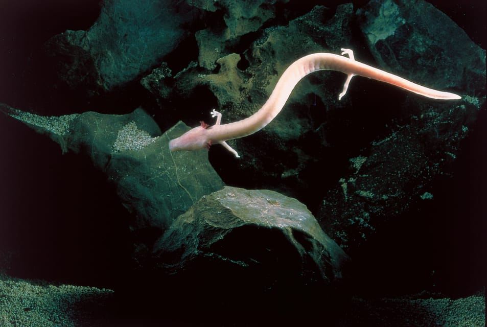 Ljubljana: Postojna Cave & Predjama Castle Tickets and Tour