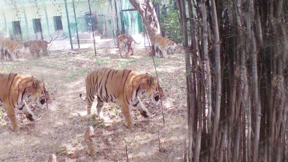 Escursione privata di un giorno al Parco Nazionale di Bannerghatta
