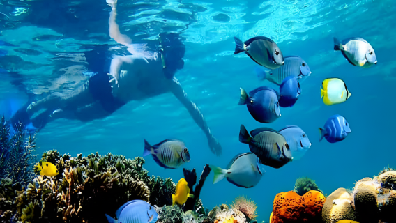 NUSA PENIDA Snorkeling, Beach Club lunch, West tour by Private transport