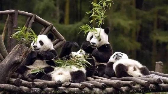 ทัวร์ 1 วัน VIP เหมารถ เยือนฐานแพนด้าเฉิงตู ความทรงจําชานเมืองตะวันออก ถนนคนเดินชุนซี IFS และซอยกว้างและแคบ