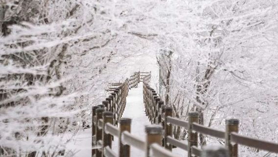 濟州島西南線一日遊丨門票全含丨漢拿山國立公園+追海豚【4-15人團】