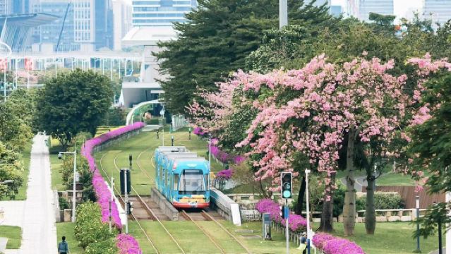 廣州經典一日遊|有軌電車+陳家祠+白雲山【私家小團上門接送】