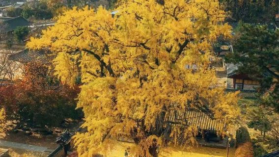 首爾出發：全州韓屋村與長泰山一日遊