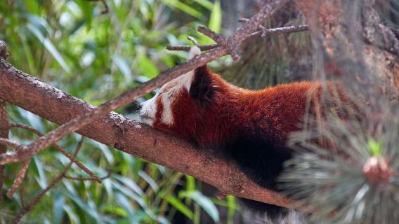 Tages-Charterfahrt nach Chengdu – Panda-Base und Sanxingdui