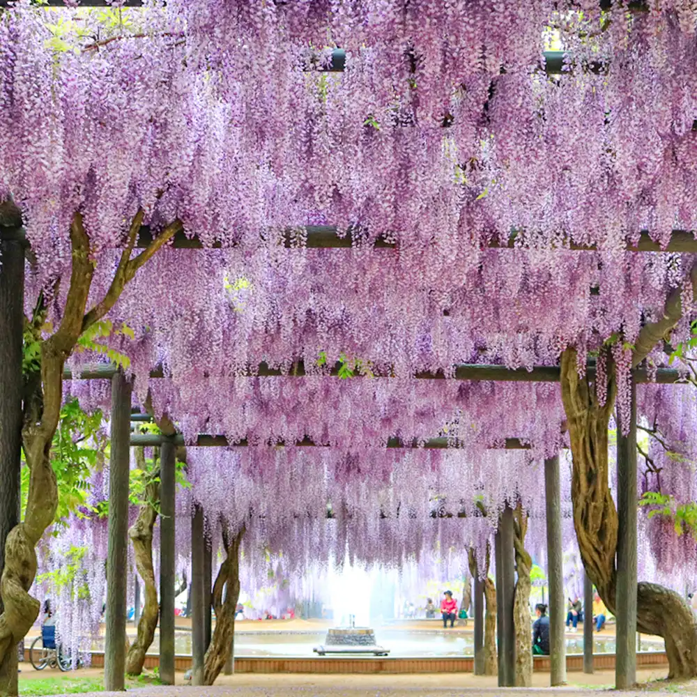 兵庫の芝桜と藤の限定開花時期：芝桜の花絨毯＋出石城下町(重要伝統的