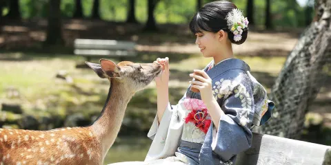 日本彩織奈良公園春日大社若草山東大寺唐招提寺小鹿和服租賃東京京都體驗預約預訂旅拍清水寺跟拍