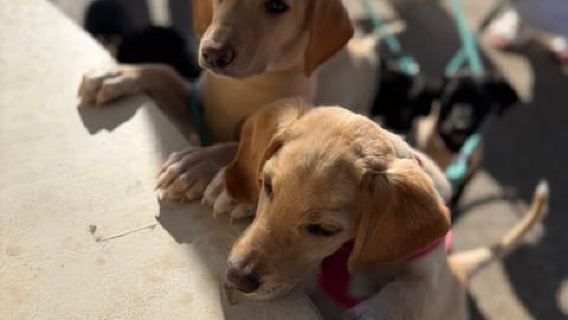 Paphos: Lighthouse Area Beach Walk with Rescue Dogs